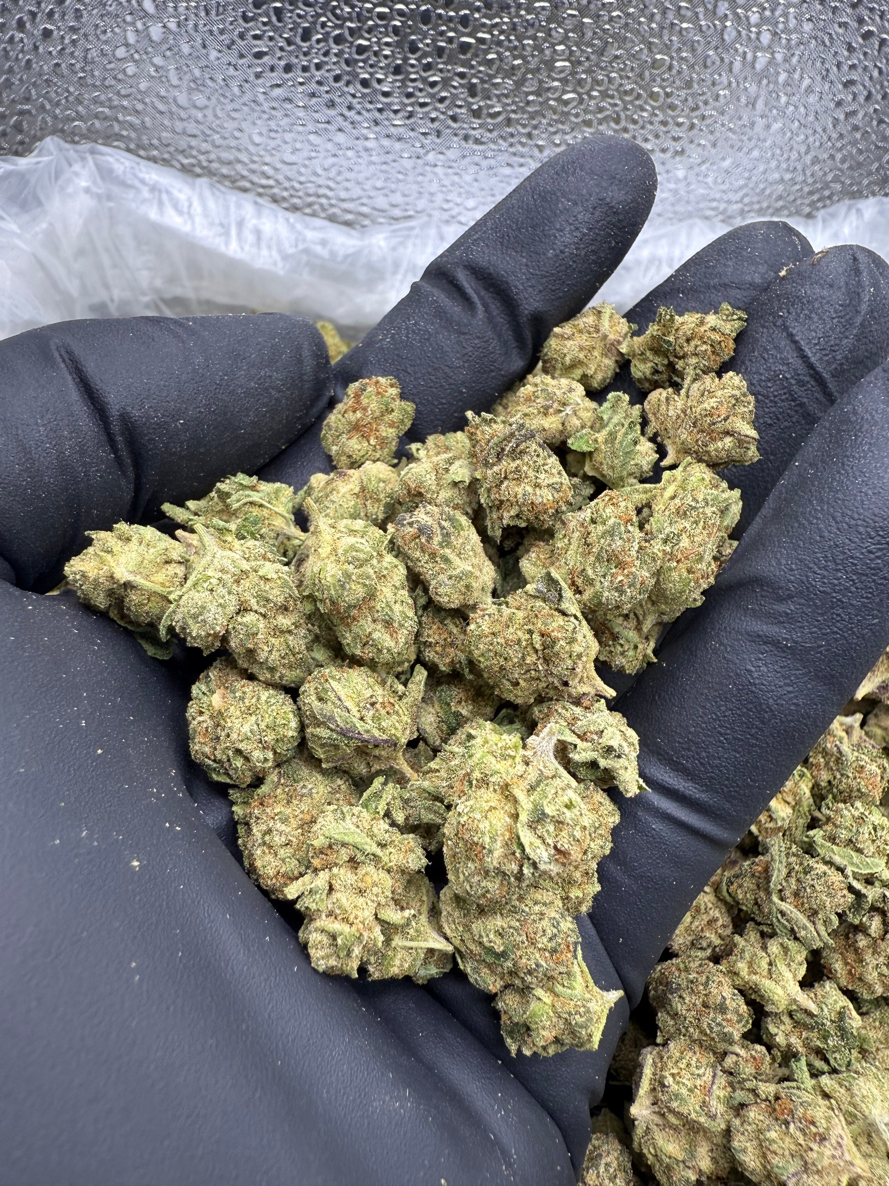 Caffeine Minis - Bulk Minis - Hybrid