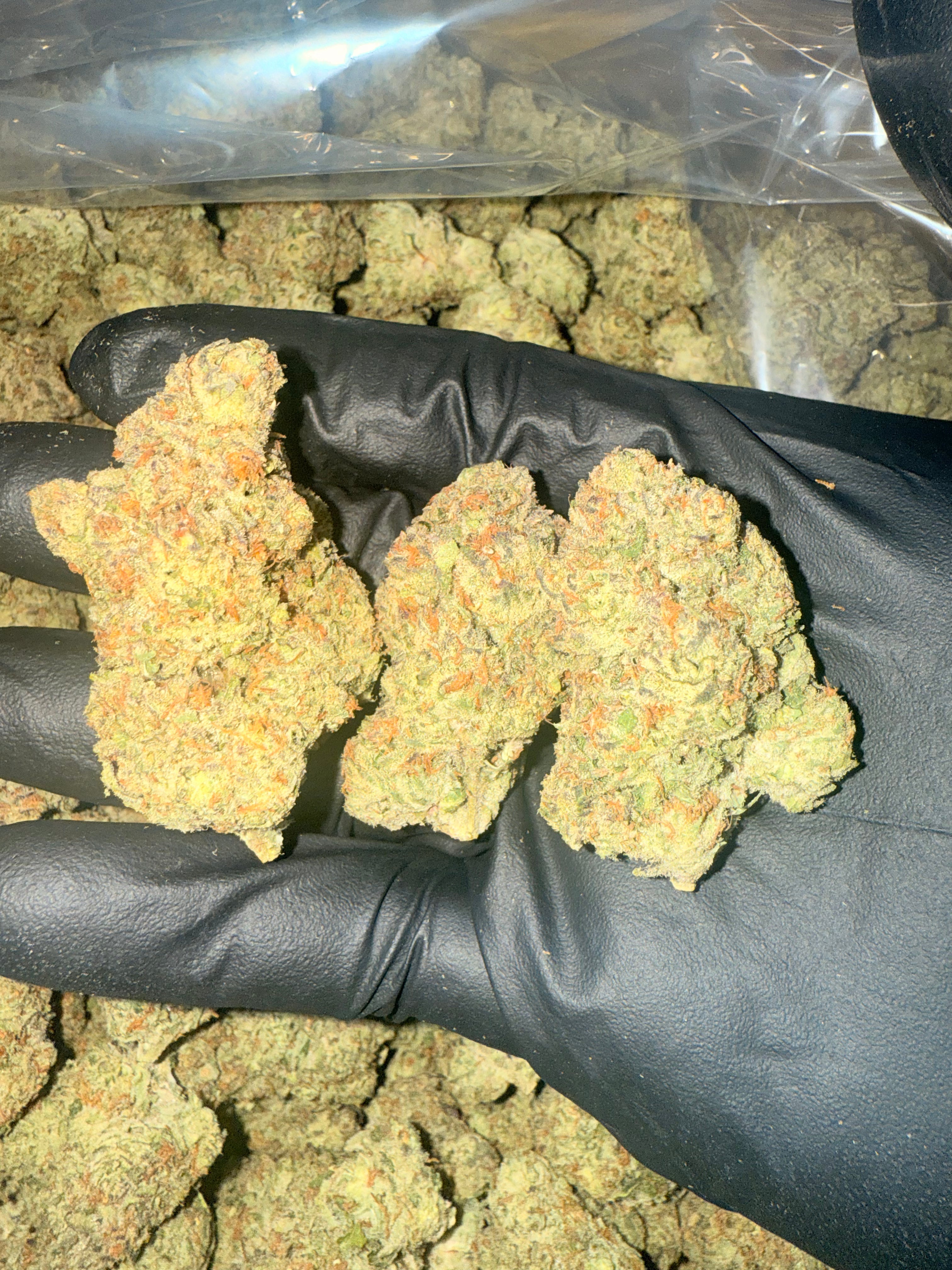 Lemon Cherry Gelato - Bulk - Indica