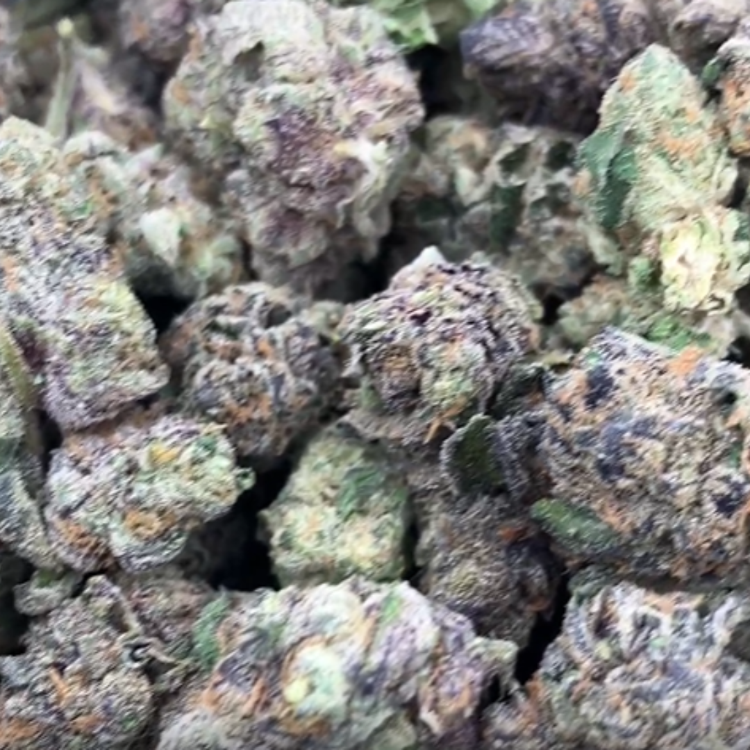 Guava Lato - Bulk - (Hybrid)