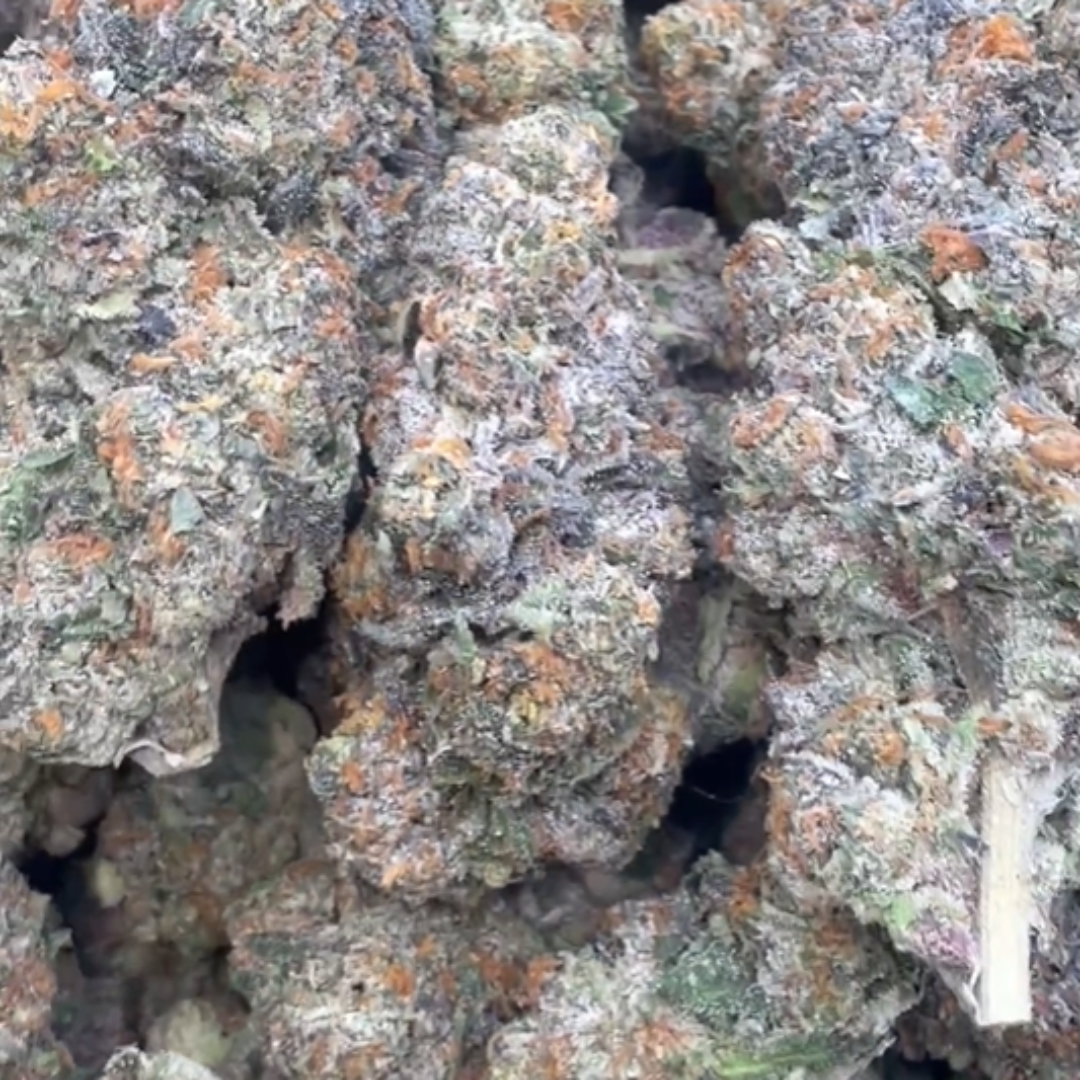 Gelato 41 - Bulk - Hybrid