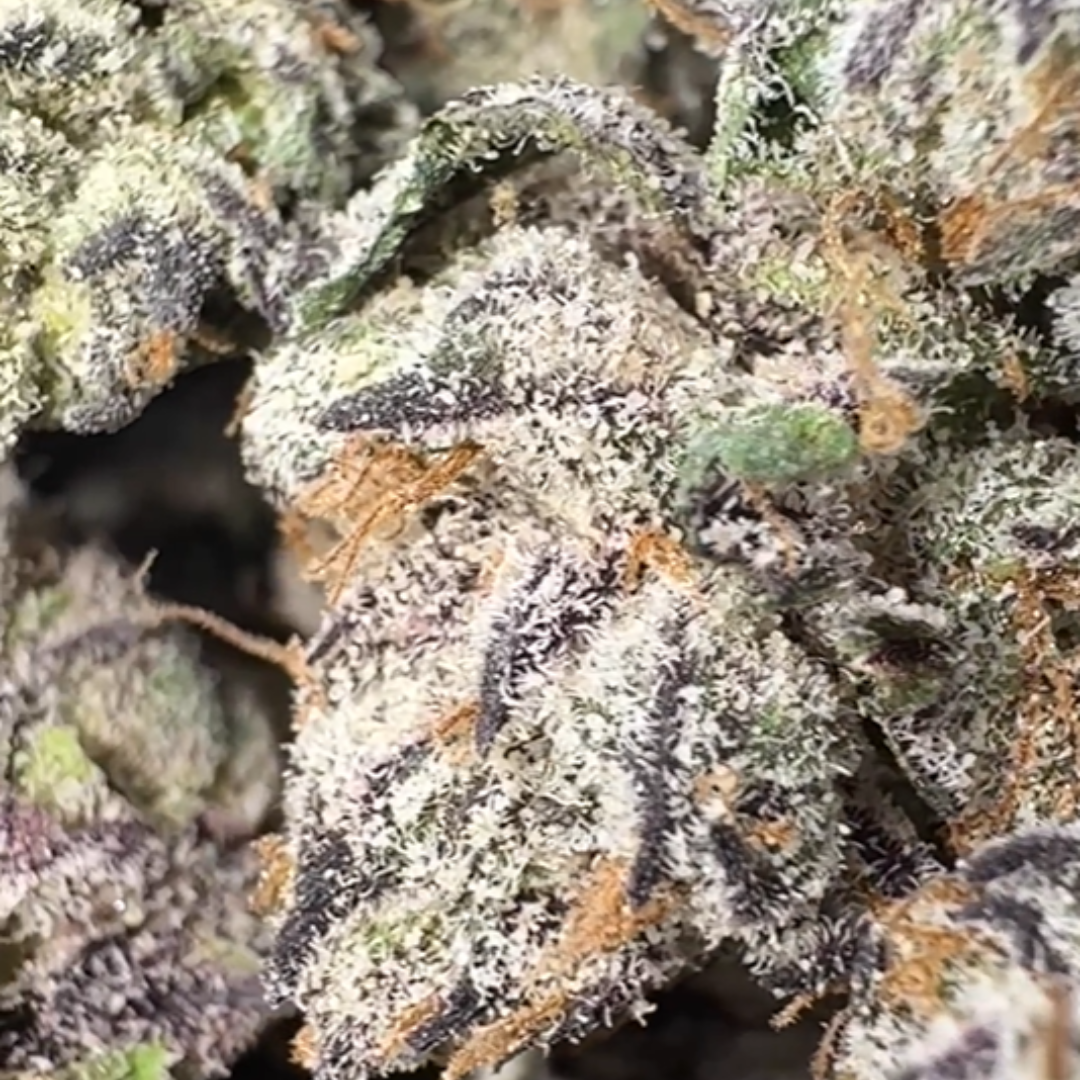 Versace - Bulk - Hybrid