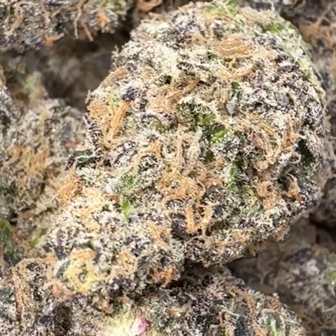 Jack Murphy - Bulk - Sativa