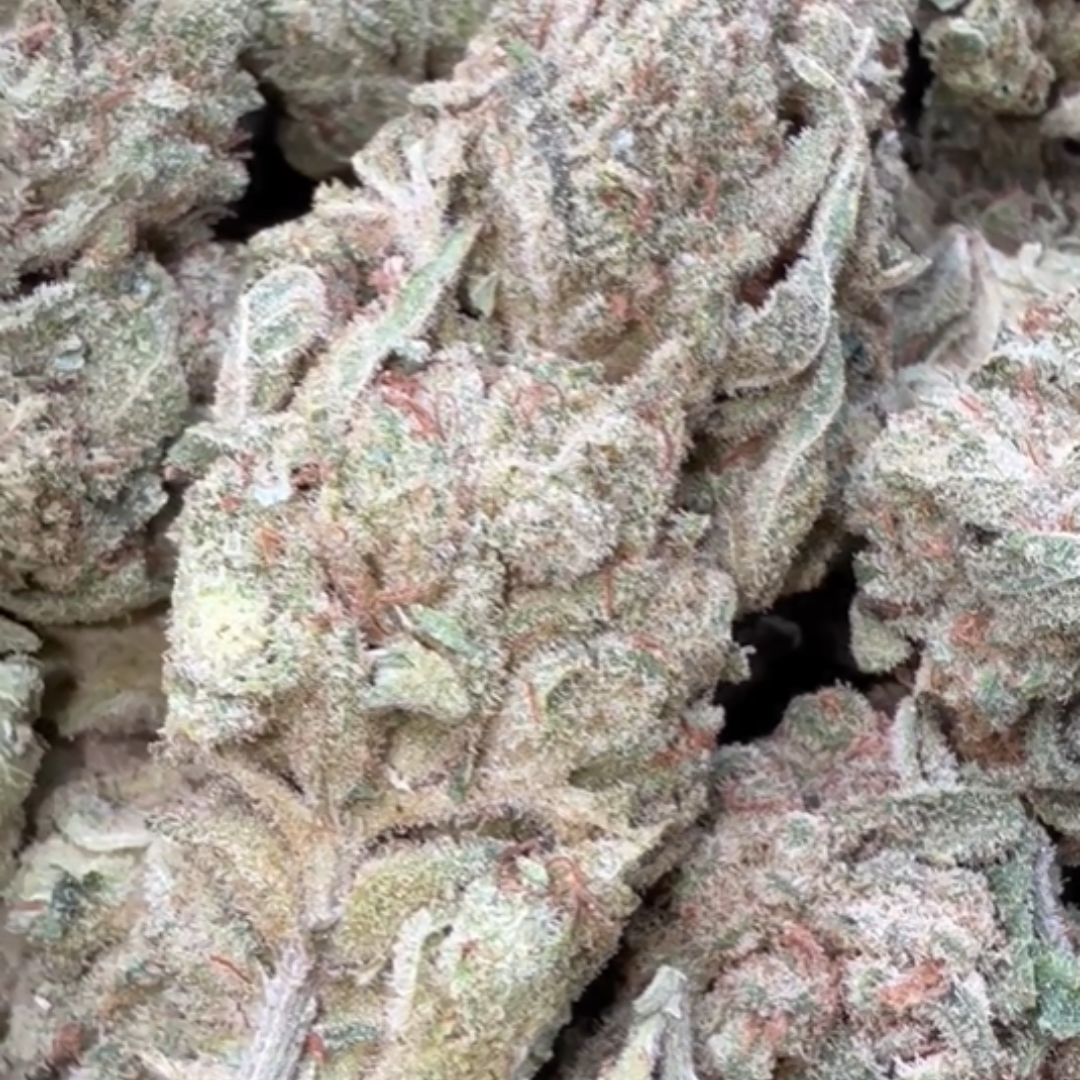 Gorilla Glue - Bulk - Indica