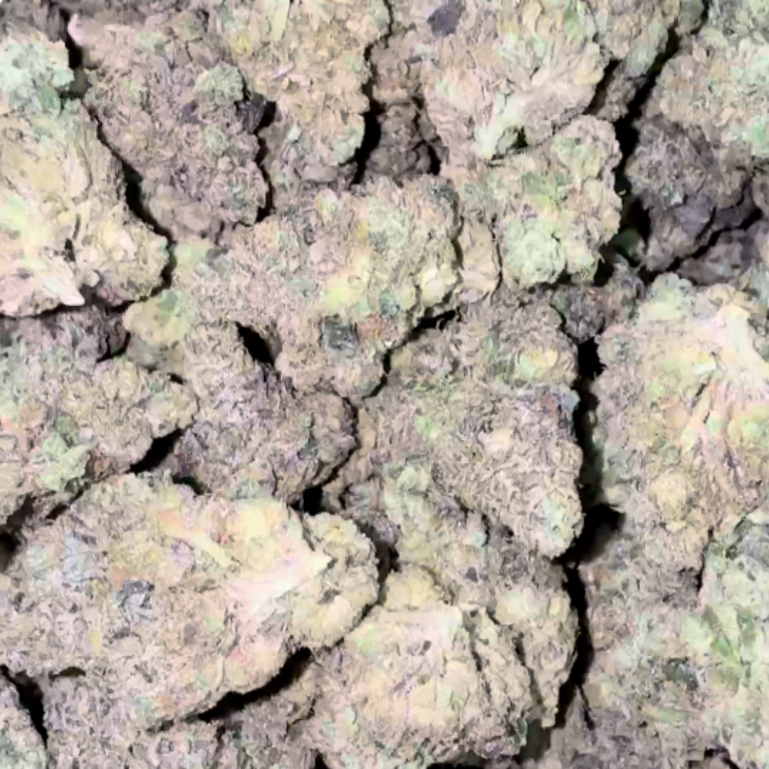 Jealousy - Bulk - Hybrid