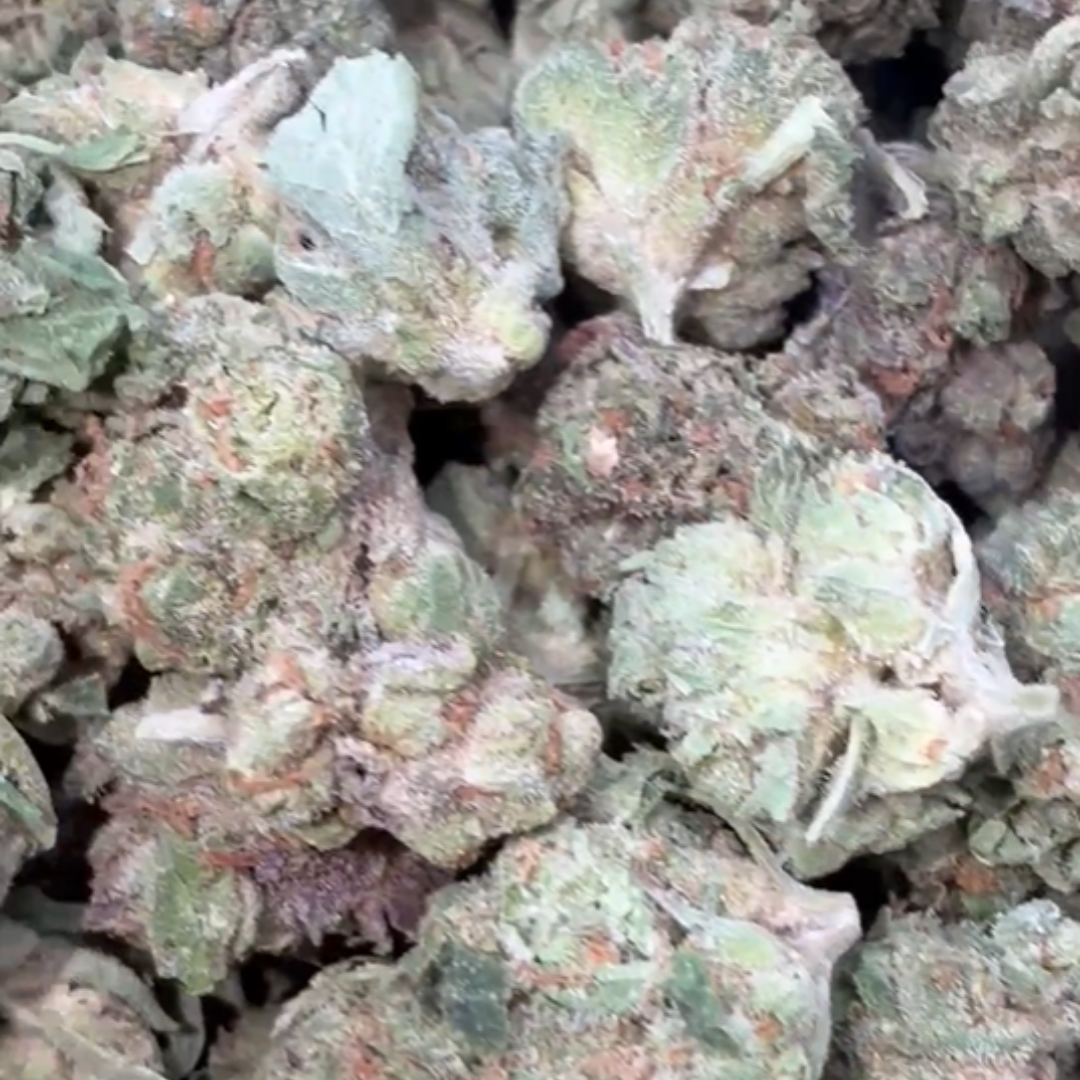 Medellin x JFG Minis - Bulk Minis - Sativa