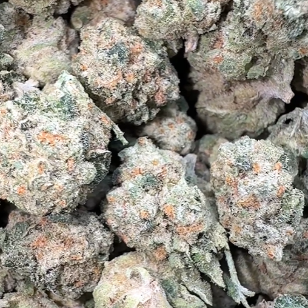 High Society Minis - Bulk Minis - Hybrid