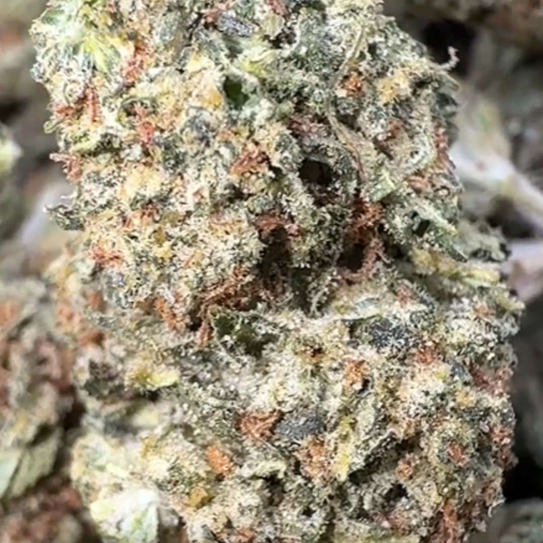 Super Jack - Bulk- Hybrid