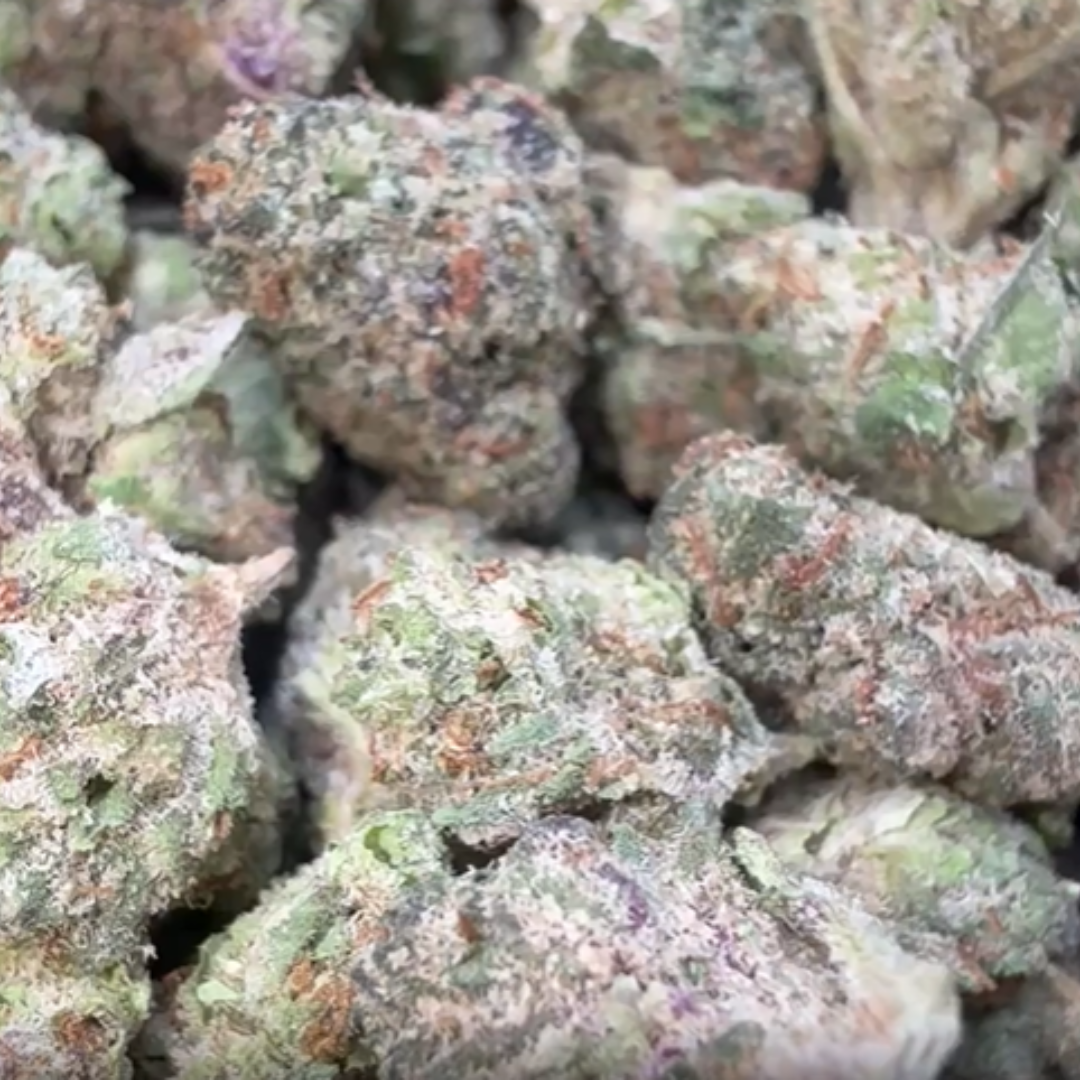 White Nerds Minis - Bulk Minis - Hybrid