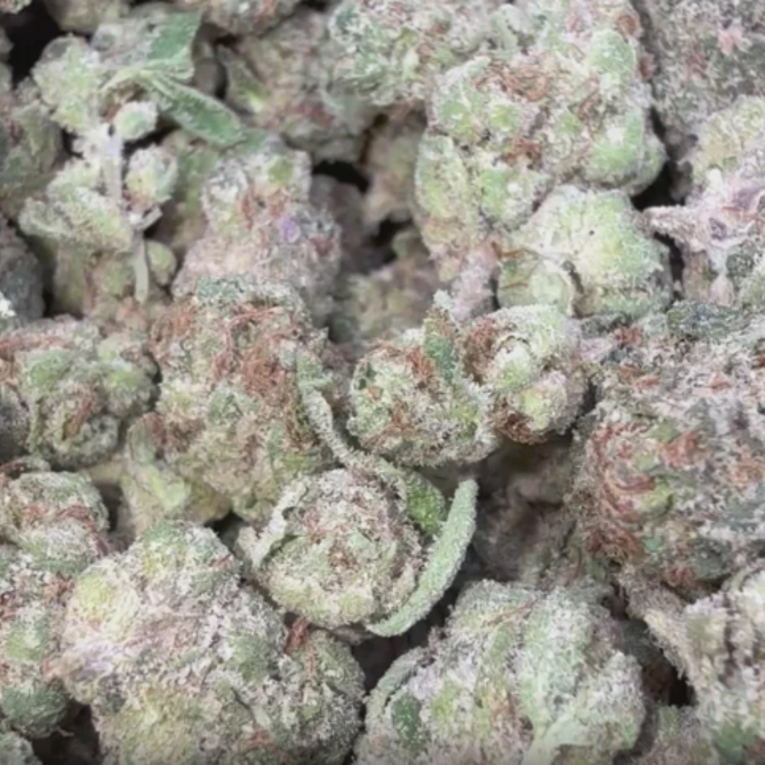 Cherry Szyurp Minis - Bulk Minis - Indica