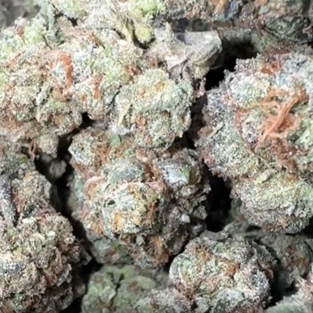 Strawberry Gelato - Bulk - Hybrid