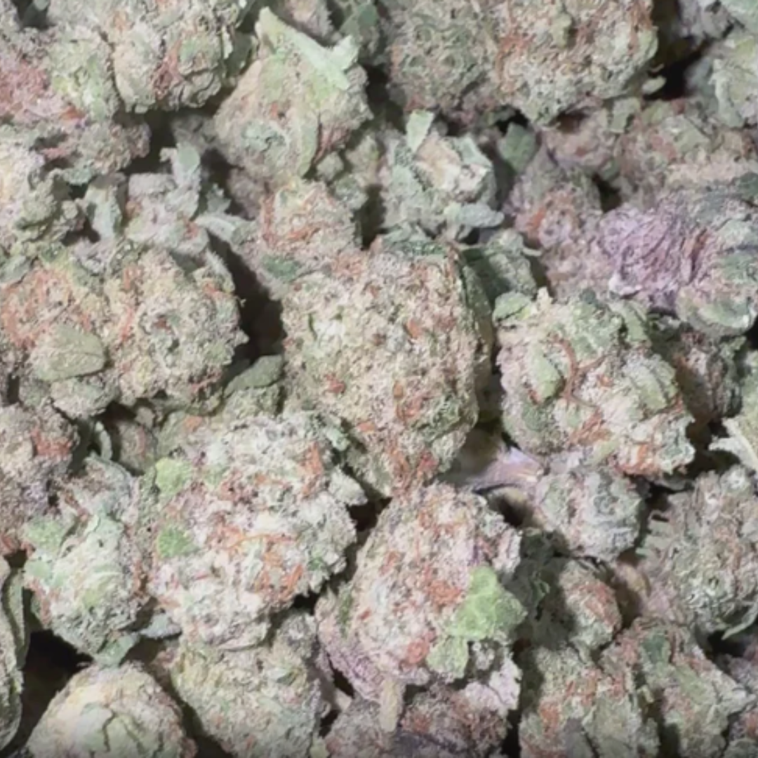 Ice Cream Cake Littles - Bulk Littles - Indica