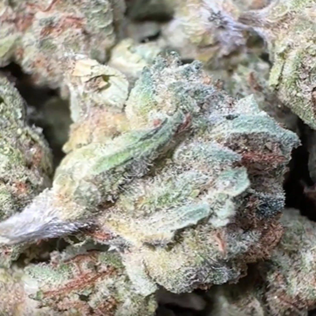 Raspberry Kush Micros - Bulk Micros - (Indica)