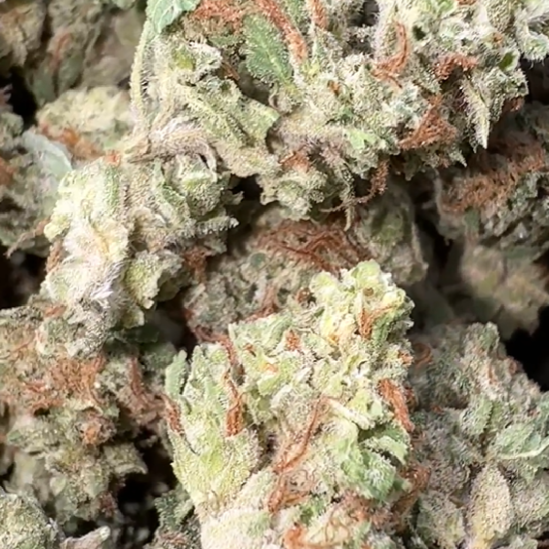 Garlic Cookies Minis - Bulk Minis - Indica