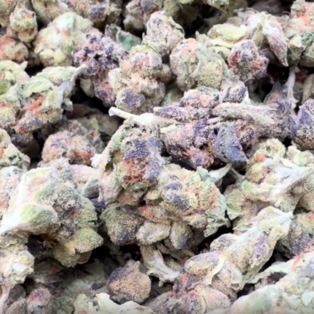 Winter Breath Minis - Bulk Minis - Hybrid