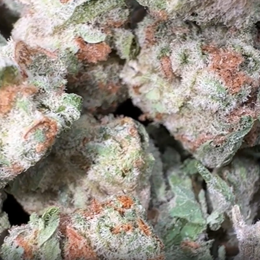 Blueberry Pancakes - Bulk - Indica