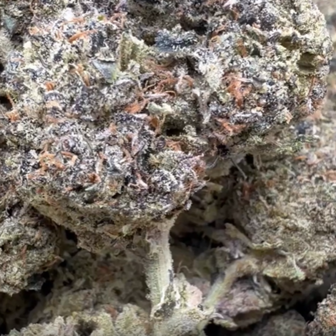 Gruntz - Bulk - Indica