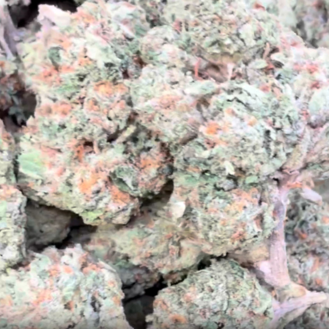 Georgia Pie - Bulk - Indica