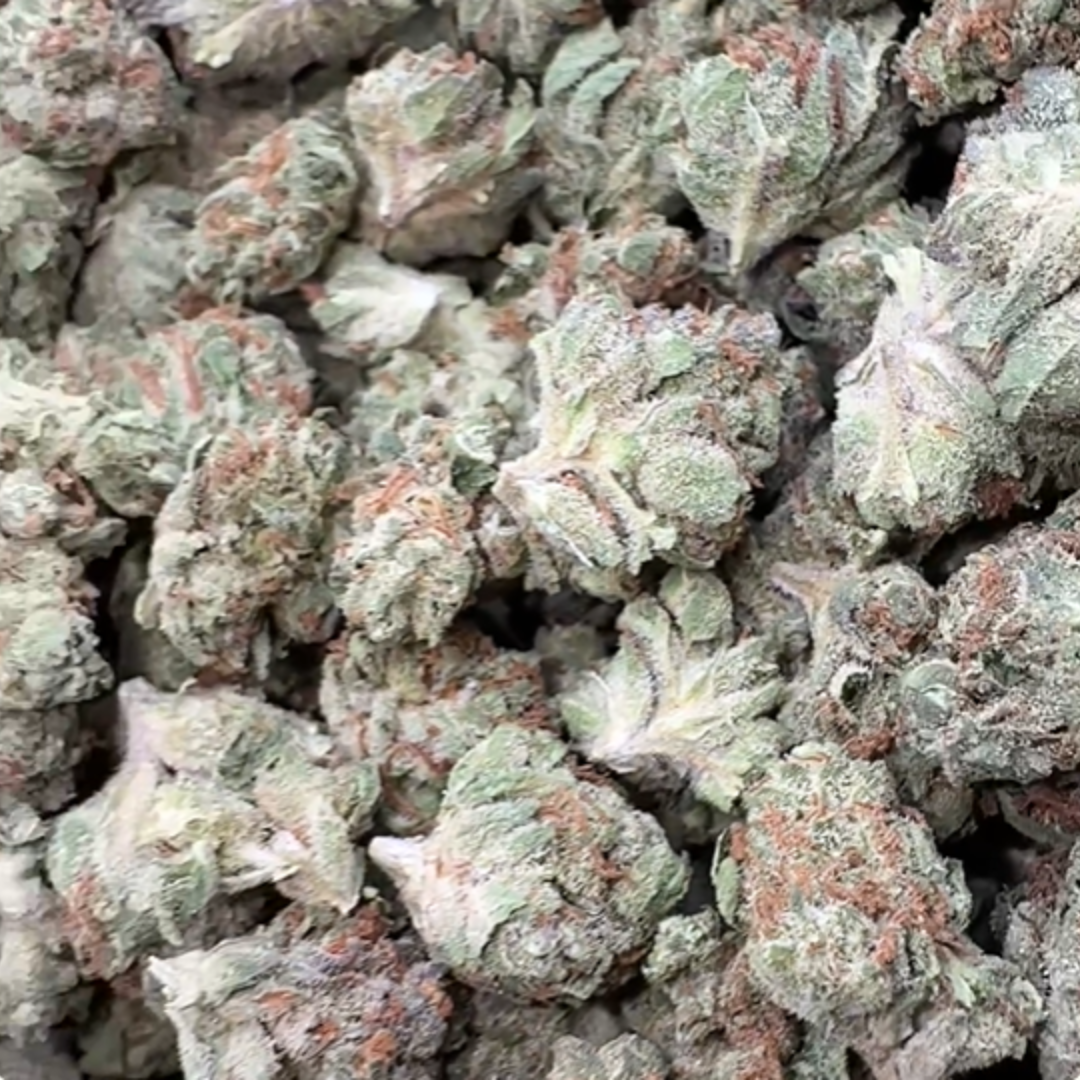 Gelato 33 Minis - Bulk - Minis (Hybrid)