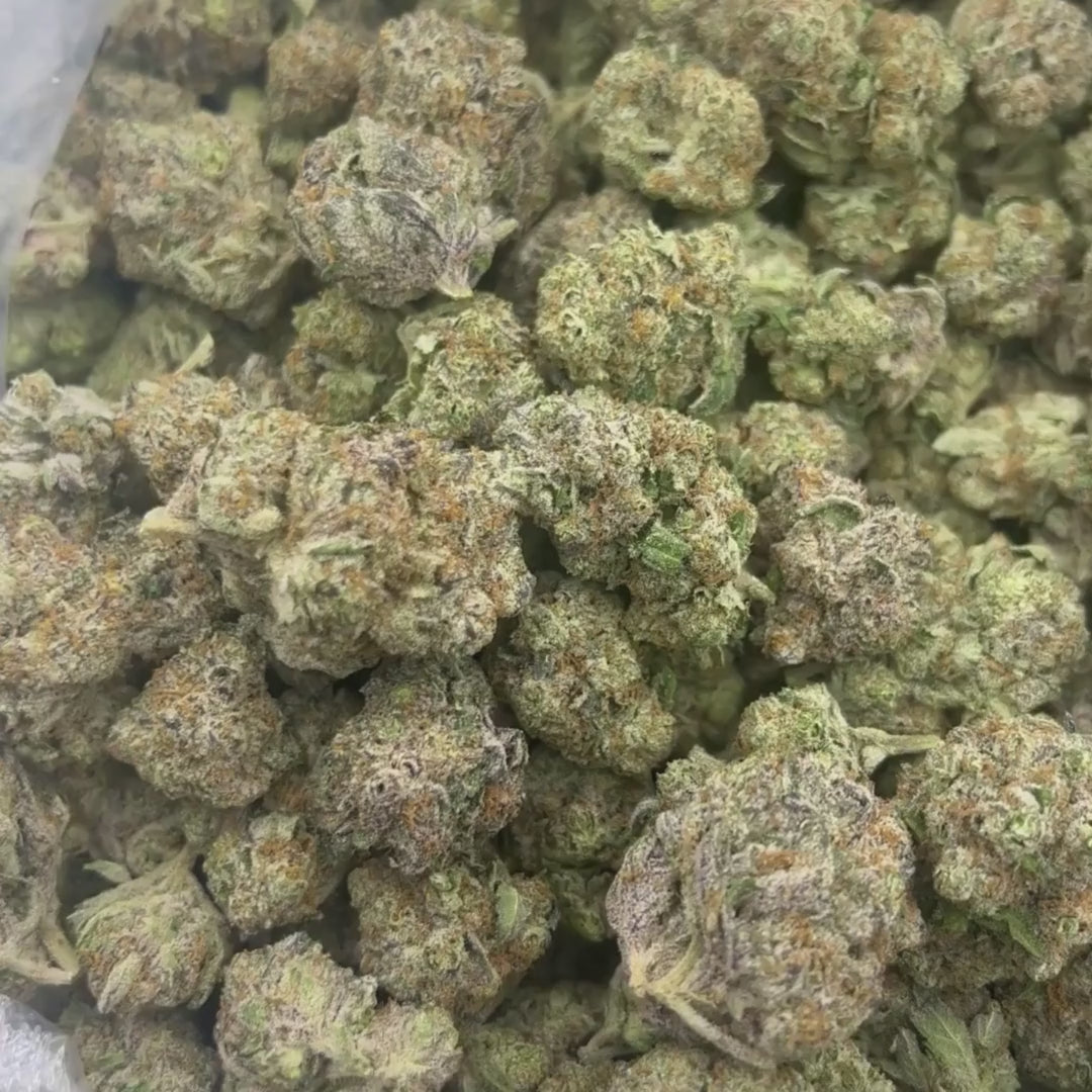 Black Cherry Soda - Bulk - (Indica)